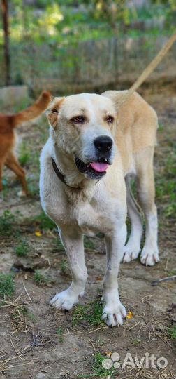 Среднеазиатская овчарка