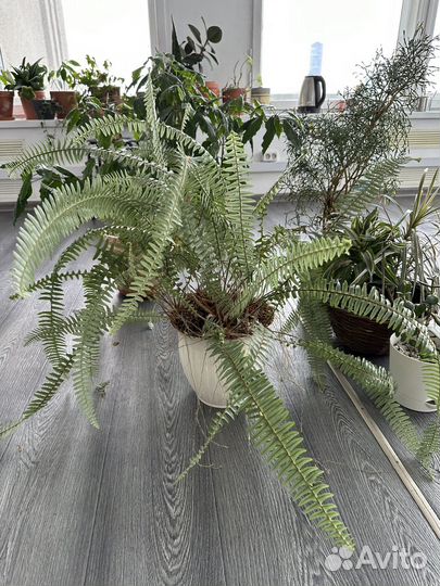 Папоротник нефролепис большой