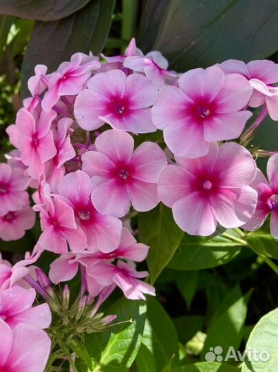 Флокс Румяный(Граф Цеппелин)саженцы