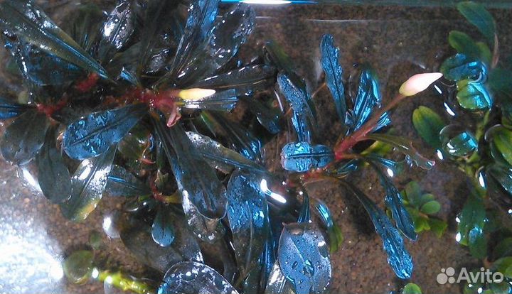 Bucephalandra Буцефаландра