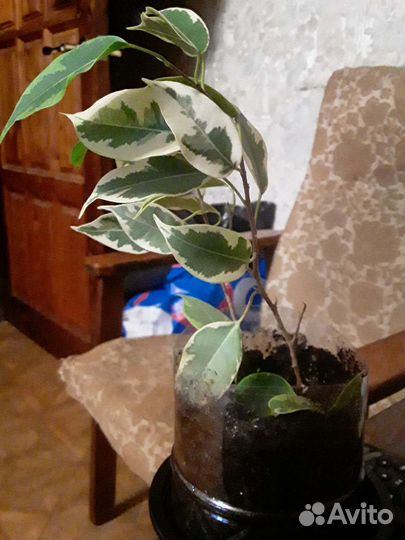 Фикус бенджамина пестролистный