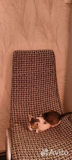 Котятки в добрые руки