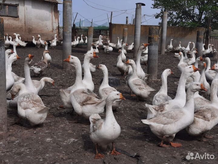 Гусята оптом