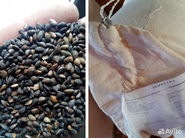 Семена ели обыкновенной