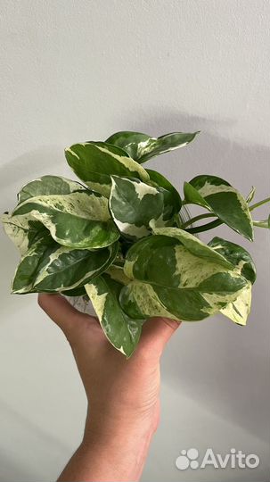 Черенки свежий срез