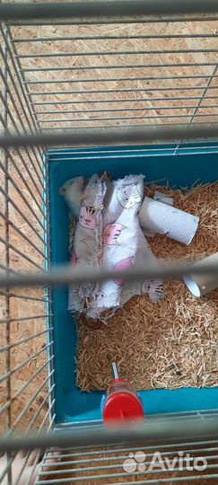 Декоративная крыса