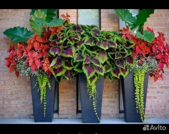 Колеусы вегетативные