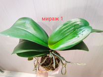 Орхидея фаленопсис Мираж