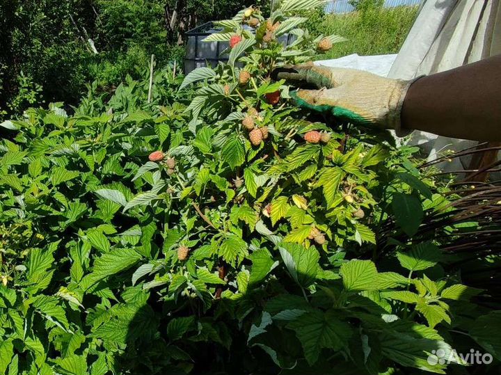 Корень малины