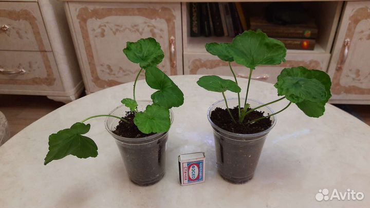 Пеларгония Miss Rose