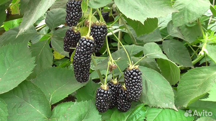 Саженцы желтой малины