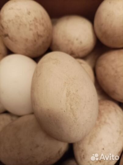 Инкубационное яйцо гусей линда