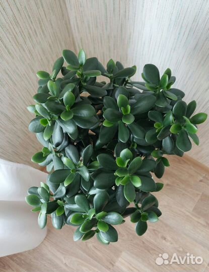 Крассула Овата Обликва Толстянка денежное дерево