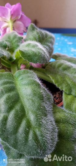 Фиалка рс-Вавилон с горшком