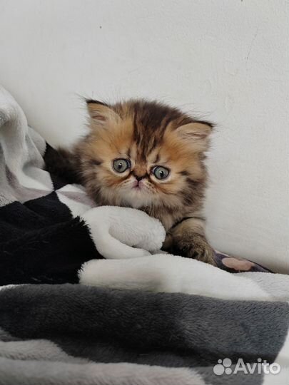 Персидская