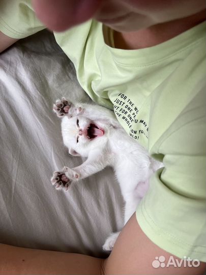 Британская серебристая шиншилла котенок