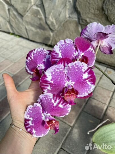 Орхидея фаленопсис
