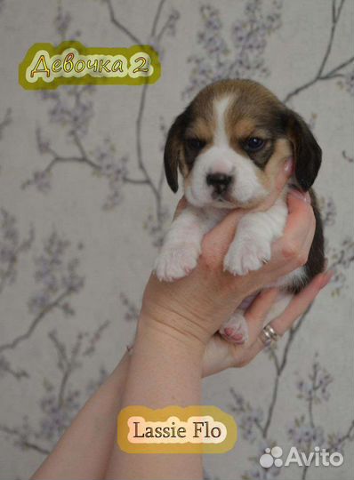 Бигль вязка