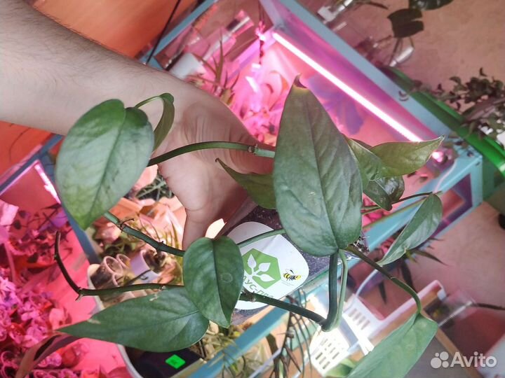 Излишки растений комнатных