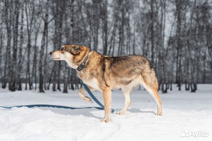 Жизнерадостная собака мечтает о доме