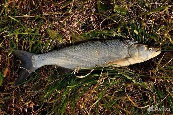 Свежая рыба