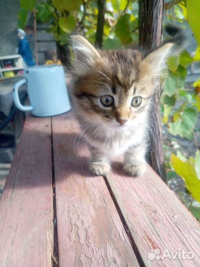 Котенок