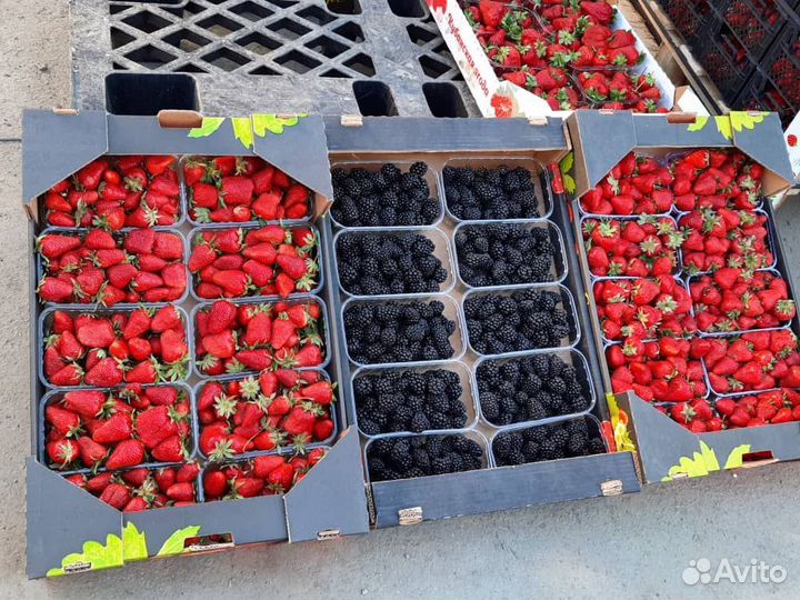 Ежевика ягода