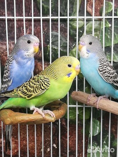 Волнистый попугай птенцы