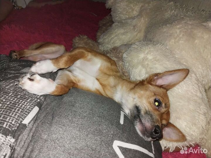 Собака в добрые руки