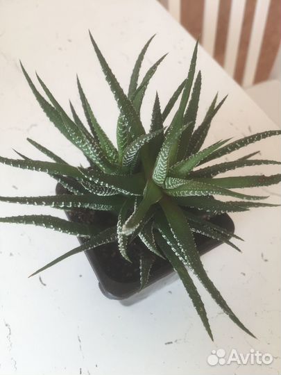 Хавортия полосатая