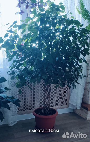 Фикус бенджамина большой