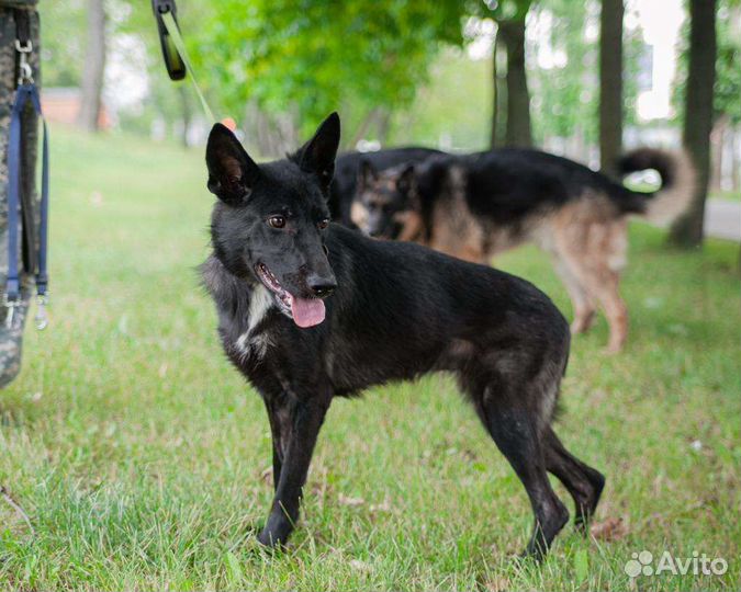 Щенок, метис немецкой овчарки, бесплатно
