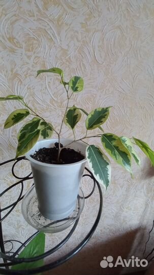 Фикус бенджамина