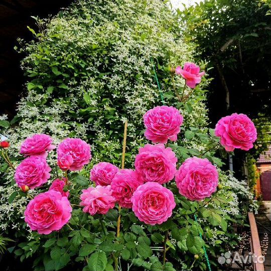 Саженцы розы Александра оf Кент