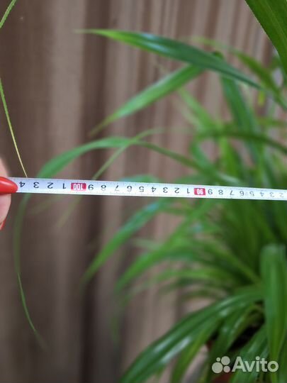 Пальма Панданус