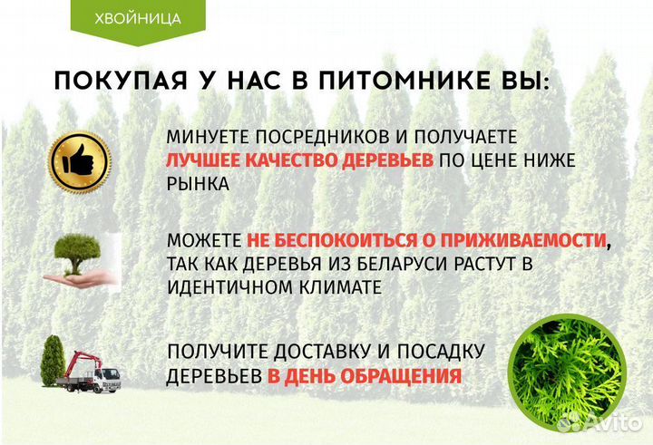 Туя в ассортименте Смарагд,Брабант,Колумна 1,5-1,8