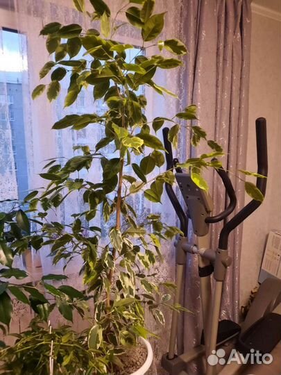 Фикус бенджамина