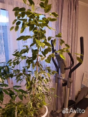 Фикус бенджамина