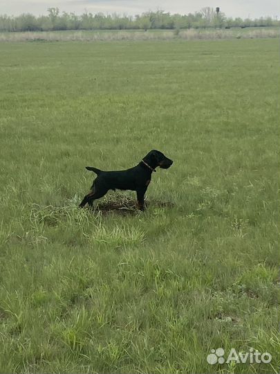 Кобель Ягдтерьер