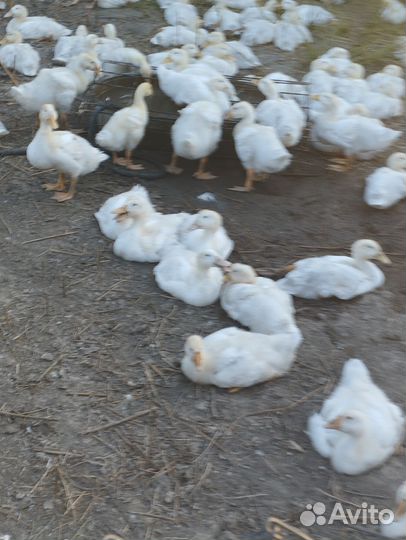 Утки и гуси