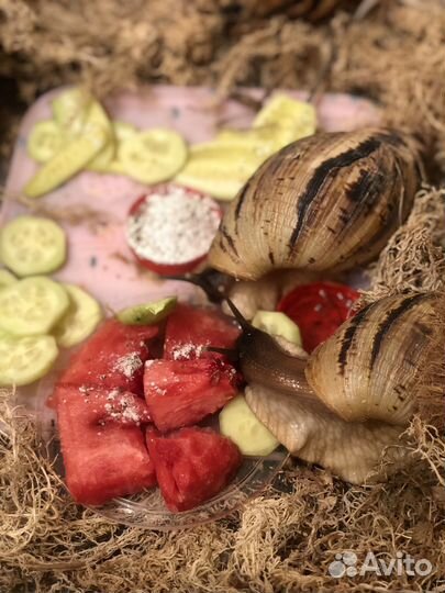 Улитки ахатины