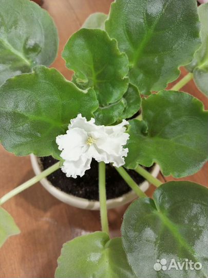 Продам цветы комнатные