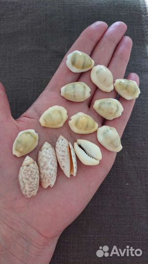 Ракушки разные, листай фото