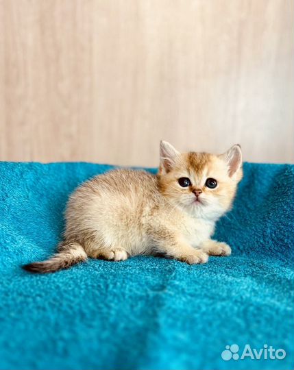 Британские котята