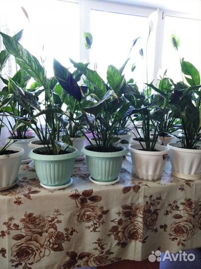 Спатифиллум пестролистный 