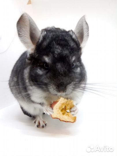 Шиншилла Стандарт XDark