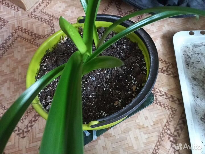 Алоэ, бальзамин, герань, папоротник, амарилис