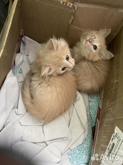 2 котика 2 мес выброшены двуногими уродами