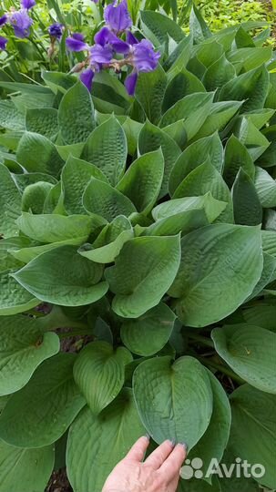 Садовые растения для красоты вашего сада