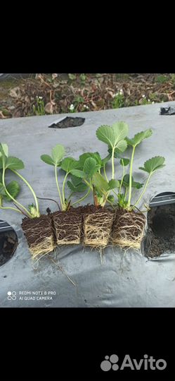 Клубника ранняя